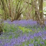 Bluebell landscape